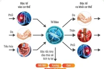 Dấu hiệu cho thấy cơ thể cần thải độc