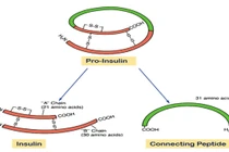 Bác sĩ chỉ rõ vai trò của Peptid C trong bệnh tiểu đường