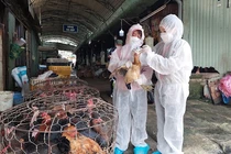 Xuất hiện ca nhiễm Cúm A (H9) đầu tiên tại Việt Nam: cần phòng tránh