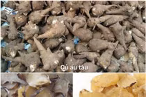 Tê bì tứ chi sau khi dùng củ ấu tàu chữa xương khớp