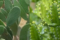 Nhiều người phải nhập viện do nhựa cây xương rồng bắn vào mắt