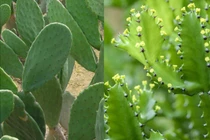 Nhiều người phải nhập viện do nhựa cây xương rồng bắn vào mắt