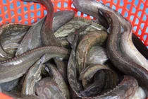 Bác sĩ mách loại cá giàu canxi gấp 9 lần mực, bổ ngang yến, giá rẻ