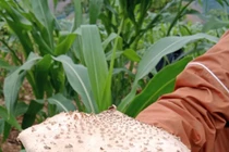 Một gia đình 8 người ngộ độc nấm: Nhận biết và xử trí ra sao?