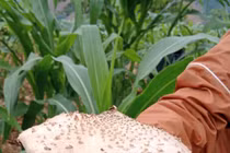 Một gia đình 8 người ngộ độc nấm: Nhận biết và xử trí ra sao?