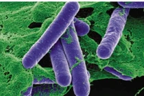 Hai trẻ nghi ngộ độc Botulinum toxin tại TP HCM cùng ăn chung tiệc tất niên 