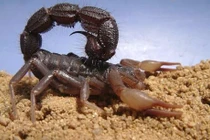 Đi bắt ốc ven sông bé 13 tuổi bị bọ cạp cắn sốc phản vệ