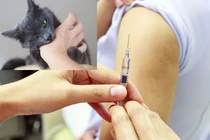 Tiêm vắc xin phòng dại có ảnh hưởng não?