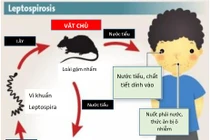 Nhiều trẻ nhiễm xoắn khuẩn Leptospira do chuột cắn