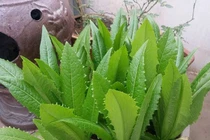 Loại rau giàu canxi gấp 36 lần canh xương hầm, chợ Việt Nam bán nhiều