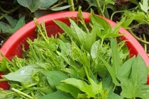 Rau lang- loài rau dân dã tốt như thần dược