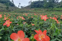 Bài thuốc từ loài sâm mọc hoang có giá trị chữa bệnh hàng trăm năm