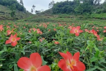 Bài thuốc từ loài sâm mọc hoang có giá trị chữa bệnh hàng trăm năm