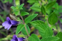 Bác sĩ chỉ rõ loại cây nhân trần hỗ trợ trị viêm gan có nên uống hàng ngày