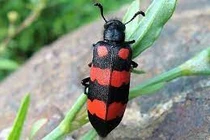 Nhiều người ngộ độc nguy kịch sau ăn sâu ban miêu: Phát hiện thế nào?