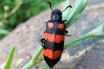 Nhiều người ngộ độc nguy kịch sau ăn sâu ban miêu: Phát hiện thế nào?