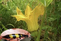 Tử vong vì ăn sâu ban miêu tăng cường sinh lý: nguy hiểm thế nào?