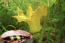 Tử vong vì ăn sâu ban miêu tăng cường sinh lý: nguy hiểm thế nào?