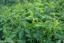 Thực hư về các nghiên cứu chữa bệnh của giảo cổ lam