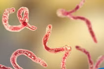 7 lời khuyên từ bác sĩ để phòng tránh nhiễm ký sinh trùng