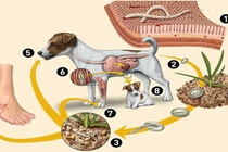 Đau bụng âm ỉ bệnh nhân tá hóa khi kết quả nhiễm giun đũa chó mèo