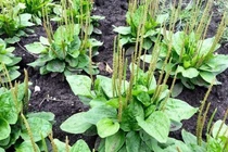 Mã đề - Cây thuốc quý của người nghèo, giúp chữa nhiều bệnh