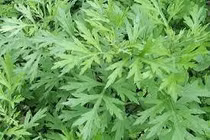 "Vua thảo mộc" mọc um tùm khắp vườn quê Việt, ăn vào xương khớp cực mê