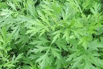 "Vua thảo mộc" mọc um tùm khắp vườn quê Việt, ăn vào xương khớp cực mê