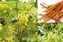 Tế bào gốc thực vật nghiên cứu nổi bật trong thời đại công nghệ sinh học