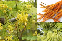 Tế bào gốc thực vật nghiên cứu nổi bật trong thời đại công nghệ sinh học