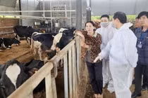 Bò chết sau tiêm vacine tại Lâm Đồng