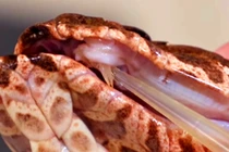 Phát hiện loài rắn tử thần 3 nanh, giới khoa học run sợ vì...