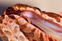 Phát hiện loài rắn tử thần 3 nanh, giới khoa học run sợ vì...