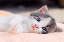 Hai tuần tới: 4 con giáp Ngọc Hoàng ban ơn, tài lộc đạt đỉnh 