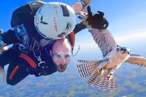 Top loài chim bay nhanh nhất thế giới, chim cắt không phải số 1 