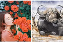 10 năm tới: Bốn con giáp "gà hóa phượng", nằm trên đống vàng 