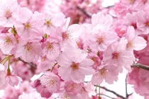 Điều đặc biệt về loài hoa chứng nhân lịch sử ở Nhật Bản