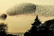 Kinh hoàng cuộc chạm trán giữa con người và động vật bầy đàn