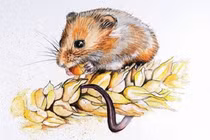 Từ tháng 8/2023: Ba con giáp sụt trúng hố vàng, giàu to sung túc 