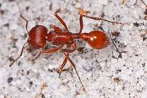 9 loài vật nhỏ săn mồi đáng gờm nhất hành tinh 