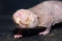 Top động vật có vú kỳ lạ nhất thế giới