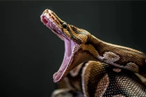 Top loài rắn có kích thước “khủng” nhất hành tinh: Có loài như... khủng long 