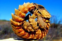 "Loài rồng trong truyền thuyết" hóa ra có thực ngoài đời, nhìn đã mắt 