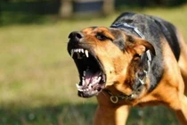 Bé gái 3 tuổi tử vong sau 1 tháng bị chó nhà cắn