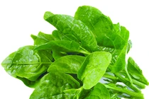 Món rau rẻ bèo ''nhớt như dầu'' giúp trẻ lâu và ngừa ung thư