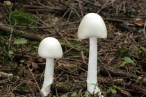 Ngộ độc nấm rừng: Nhận diện 4 loại nấm độc nguy hiểm