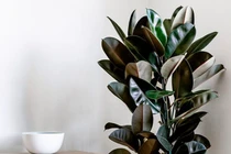 5 loại cây cảnh giúp thanh lọc không khí trong nhà