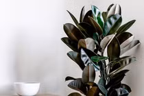 5 loại cây cảnh giúp thanh lọc không khí trong nhà