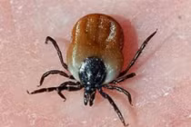 Bị mò cắn, người đàn ông ở Hòa Bình bị suy đa tạng