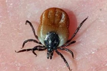 Bị mò cắn, người đàn ông ở Hòa Bình bị suy đa tạng